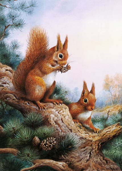 Pair of Red Squirrels on a Scottish Pine  van Carl  Donner