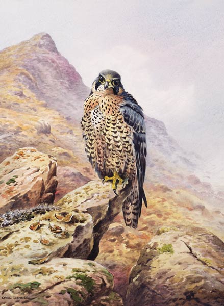 Peregrine Falcon  van Carl  Donner