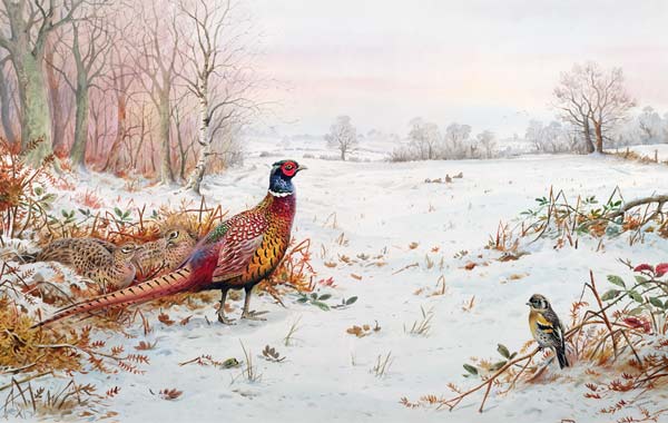 Pheasant and bramblefinch in the snow  van Carl  Donner