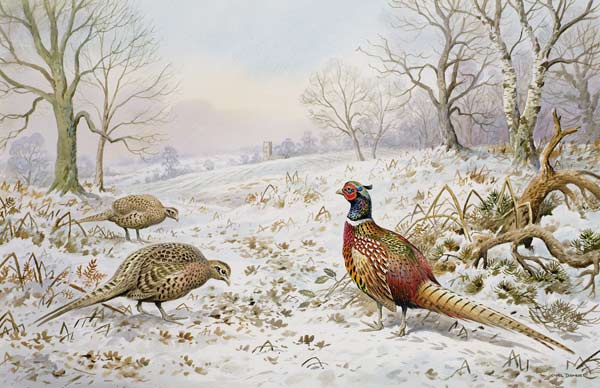 Pheasant and Partridges in a Snowy Landscape  van Carl  Donner