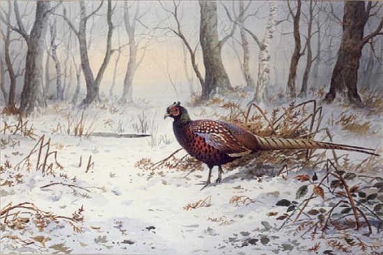 Pheasants in Snow (w/c)  van Carl  Donner