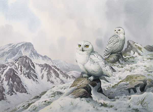 Pair of Snowy Owls in the Snowy Mountains, Australia  van Carl  Donner