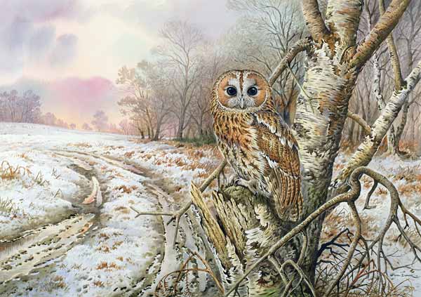 Tawny Owl  van Carl  Donner