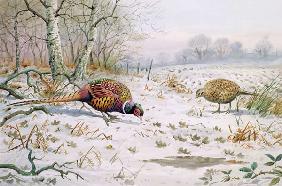 Pheasant and Partridge Eating (w/c on paper) 