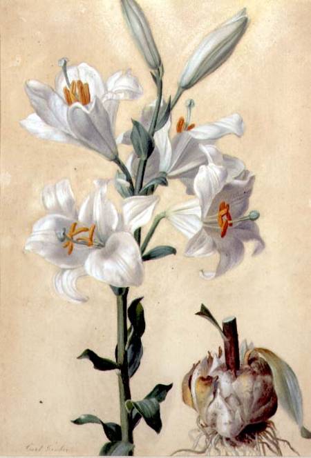 White Lily (Amaryllis Candidum) (gouache) van Carl Franz Gruber