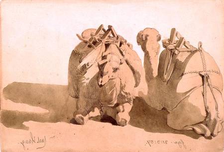 Study of camels van Carl Haag