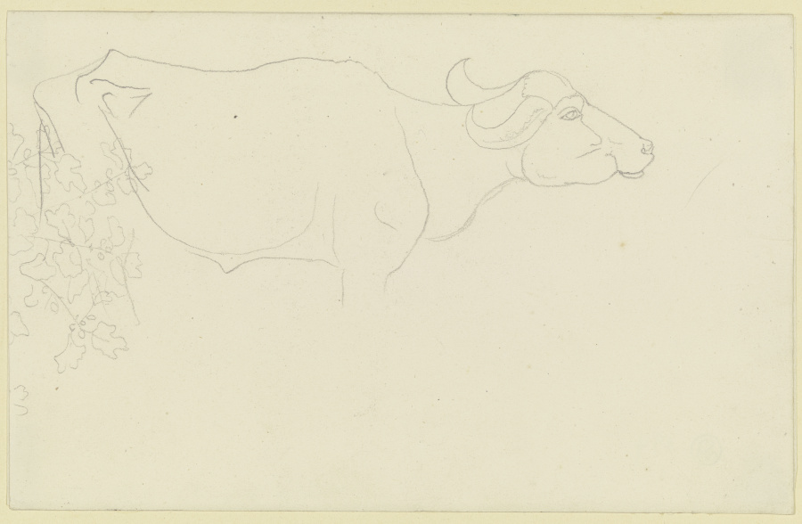 Umrisse eines Wasserbüffels, links Blattwerk van Carl Philipp Fohr