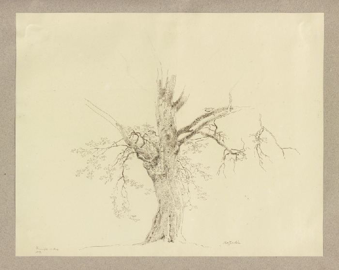 Old tree near Braunfels van Carl Theodor Reiffenstein