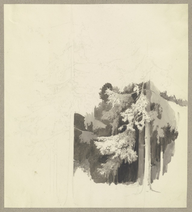 Thick conifer forest van Carl Theodor Reiffenstein