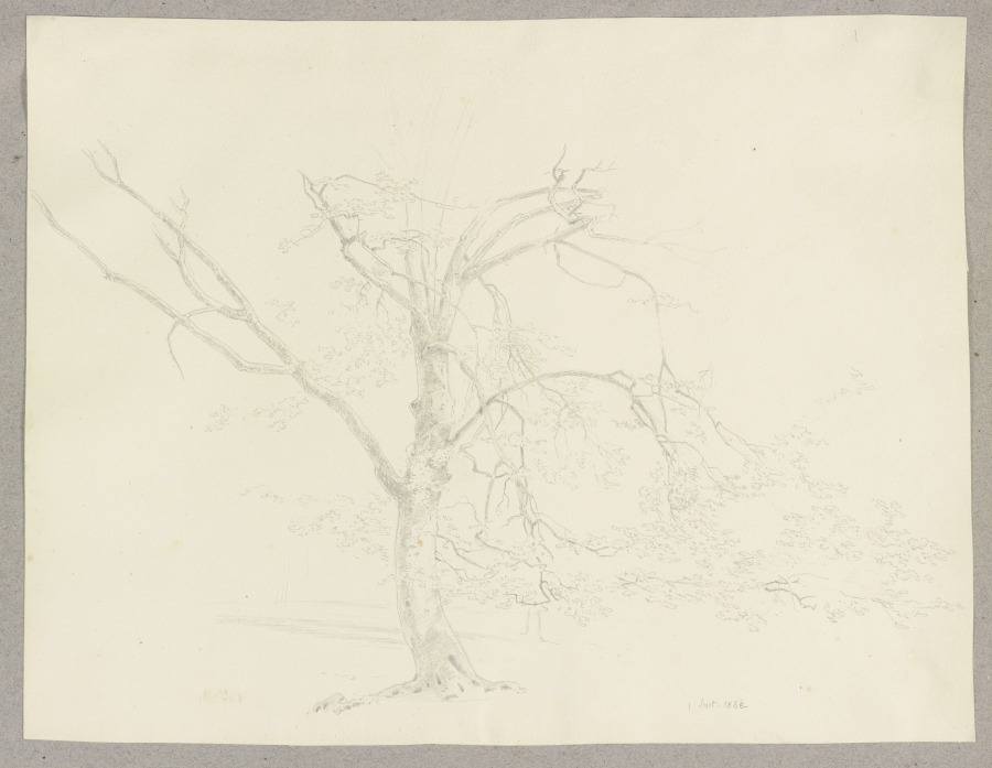 A tree van Carl Theodor Reiffenstein