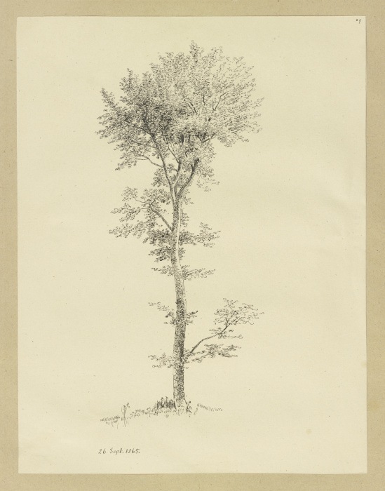 A tree van Carl Theodor Reiffenstein