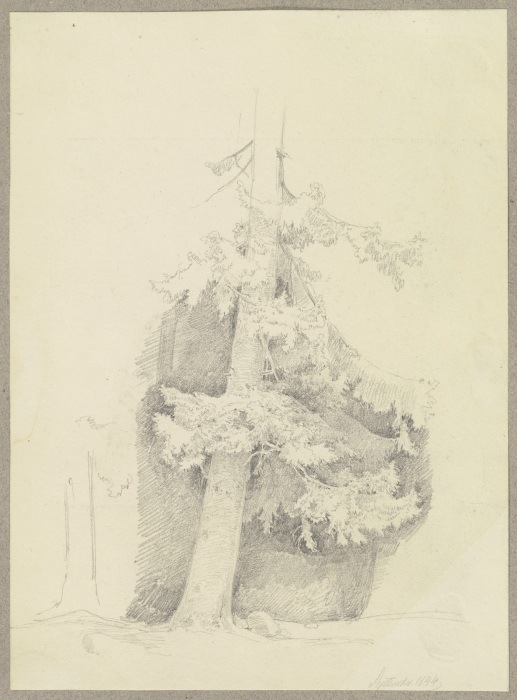 Conifer van Carl Theodor Reiffenstein