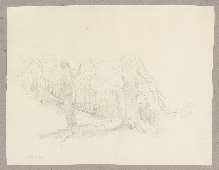 Forest section van Carl Theodor Reiffenstein