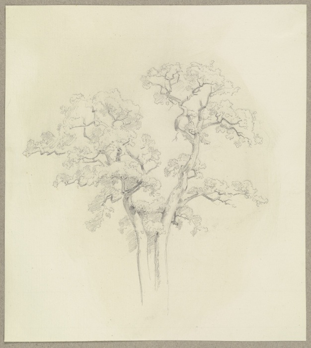 Two tree tops van Carl Theodor Reiffenstein