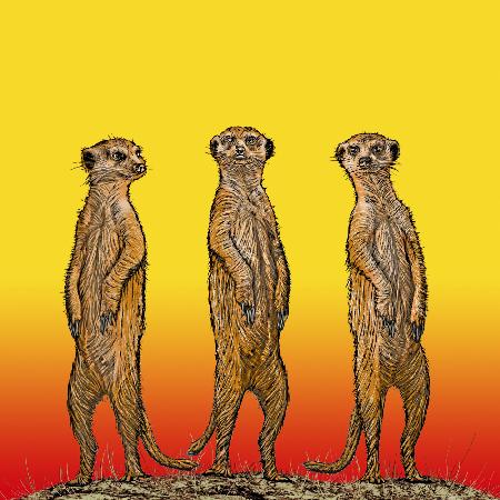 Meerkat Gang at Sunset