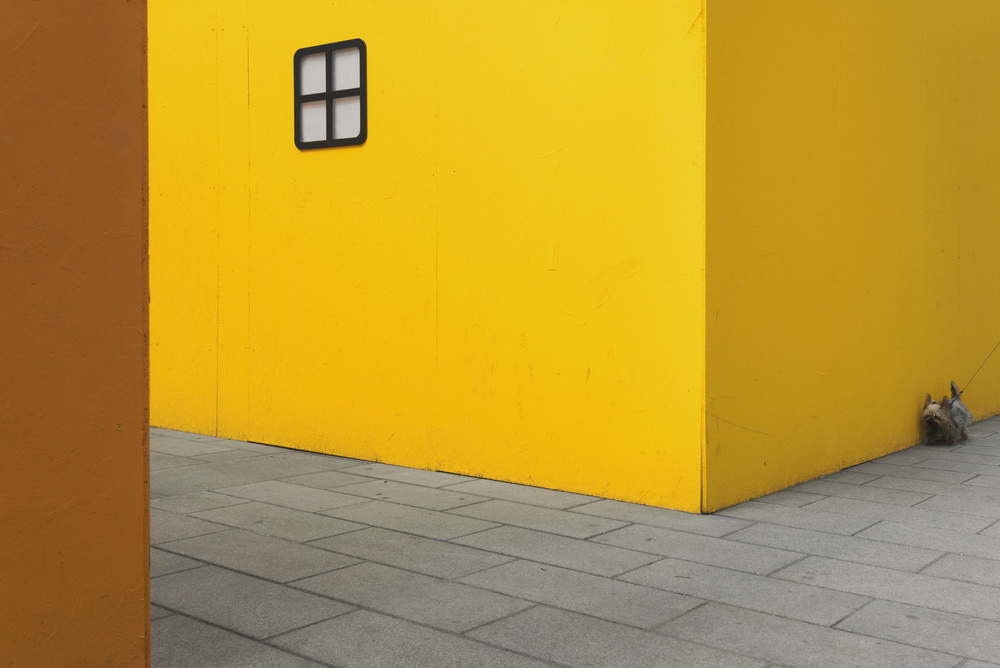 Yellow street dog van Carlo Tonti