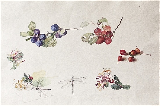 Autumn Fruits and Flowers van Caroline  Hervey-Bathurst