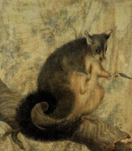 The Possum van Caroline Louisa Atkinson