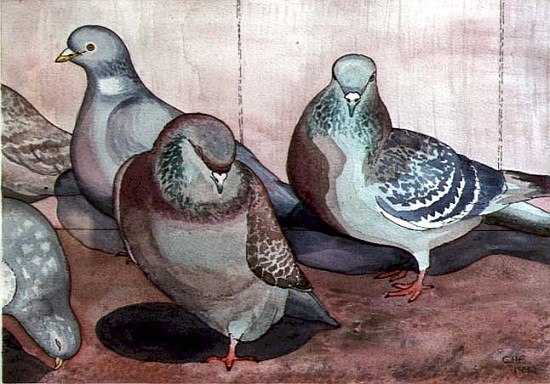Pigeons (w/c on paper)  van Carolyn  Hubbard-Ford