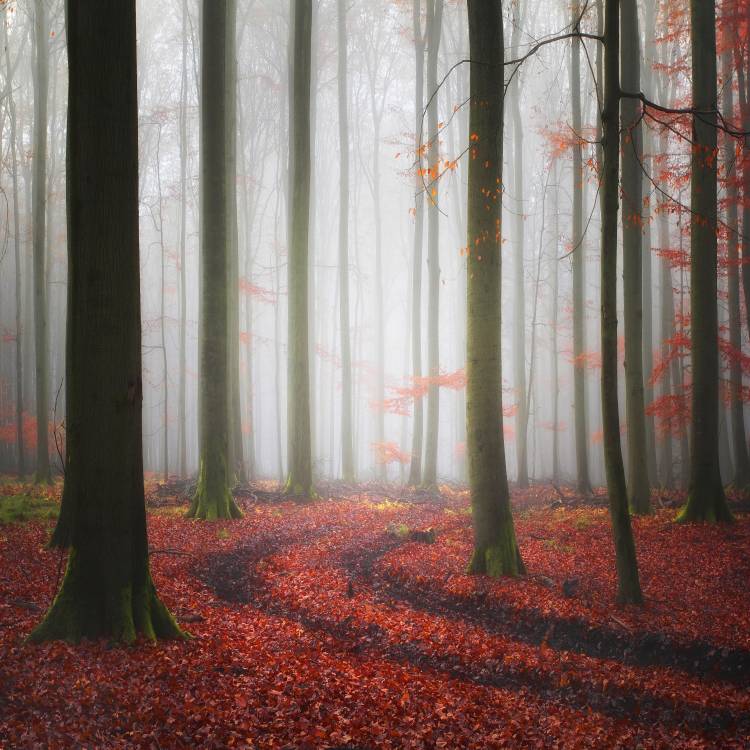 Autumnal Tracks van Carsten Meyerdierks
