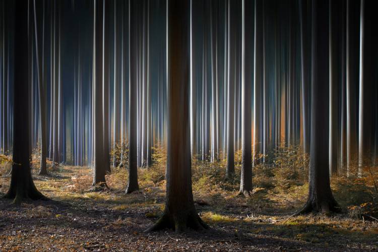 Mystic Wood van Carsten Meyerdierks