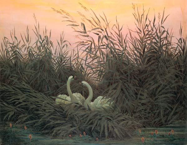 Swans in the Reeds van Caspar David Friedrich