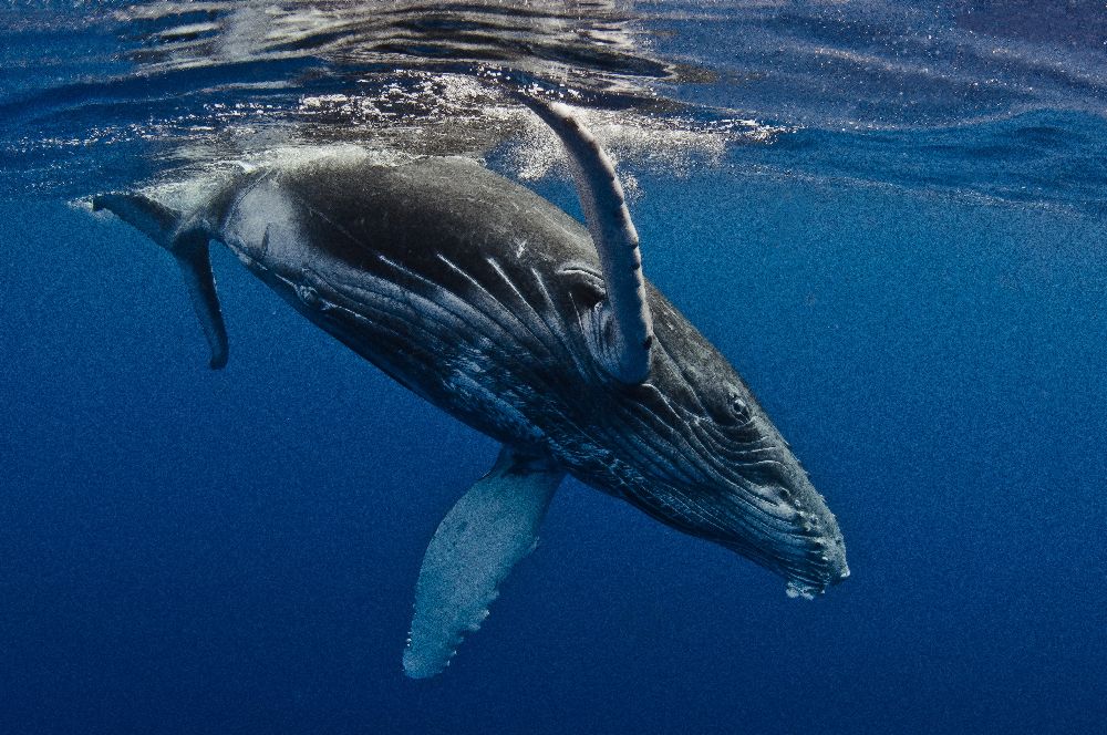 Humpback Whale Calf, Reunion Island van Cédric Péneau