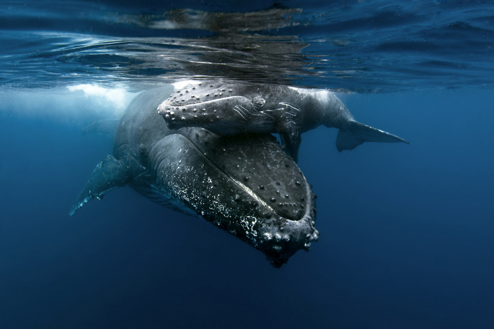 Humpback whales van Cédric Péneau
