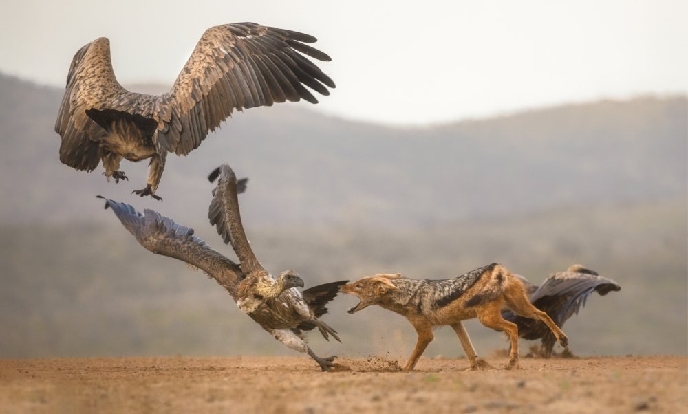 The fight for food... van Charlaine Gerber