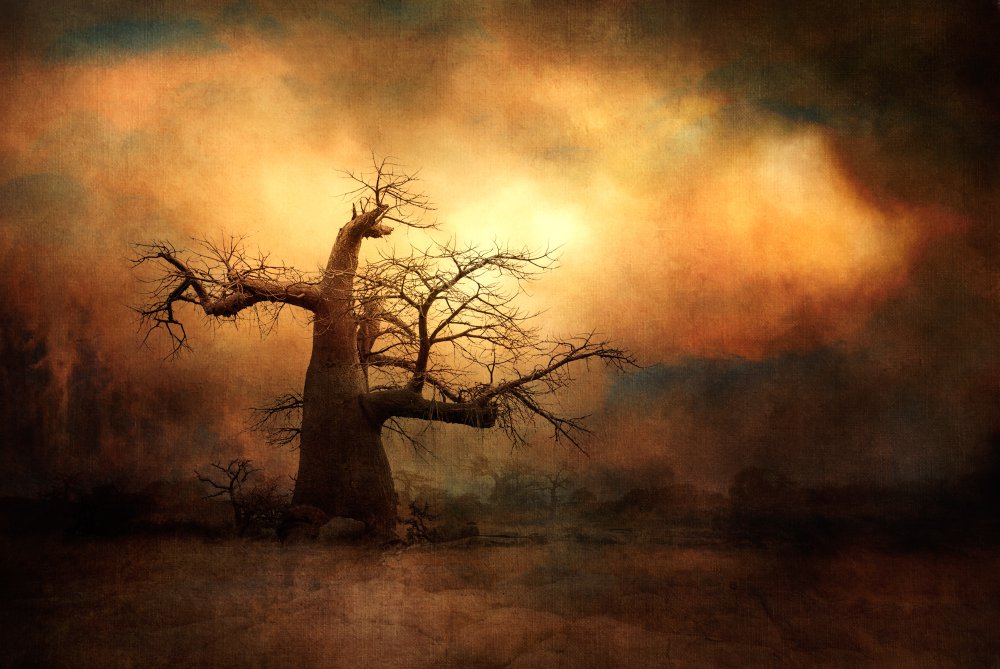The mighty Baobab... van Charlaine Gerber