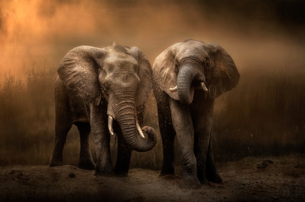 Elephants dust bath... van Charlaine Gerber