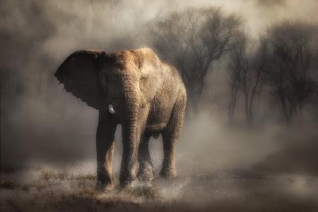 “....elephant drinking water...’