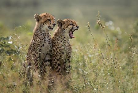 Cheetah brothers yawning