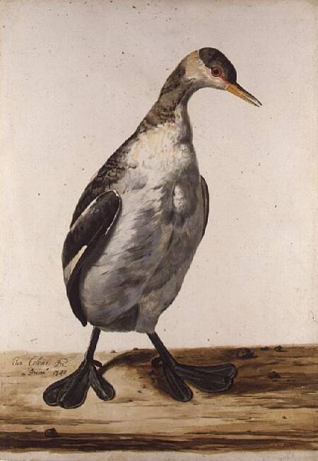 The Greater Loon van Charles Collins