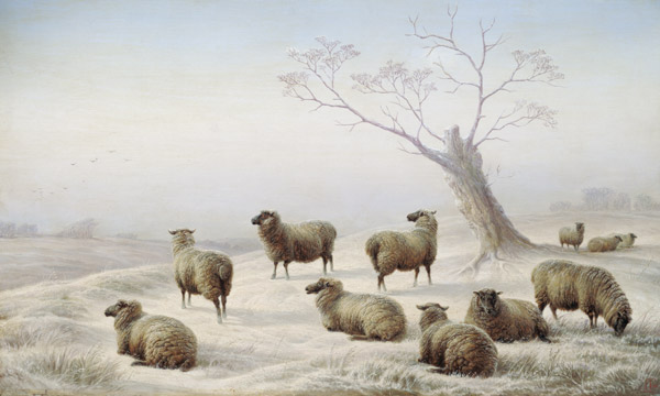 Sheep in Snow van Charles Jones