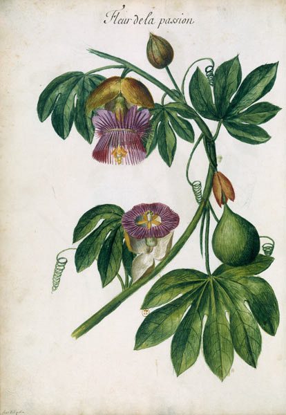 Passionflower / Ch.Plumier van Charles Plumier