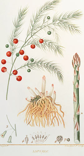 Asparagus: from "Flore Medicale", 1814 van Chaumeton