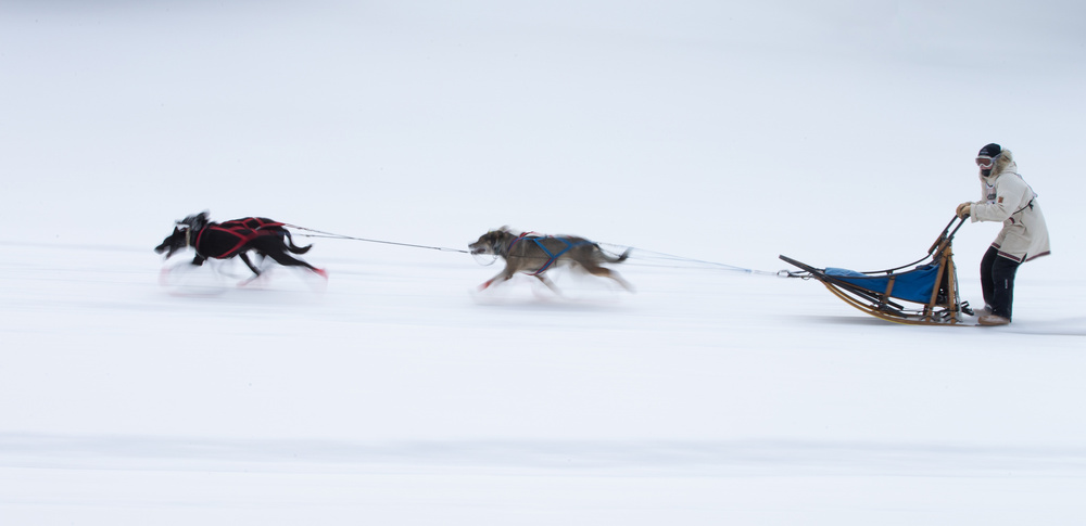 Sled dogs race - 1 van Cheng Chang