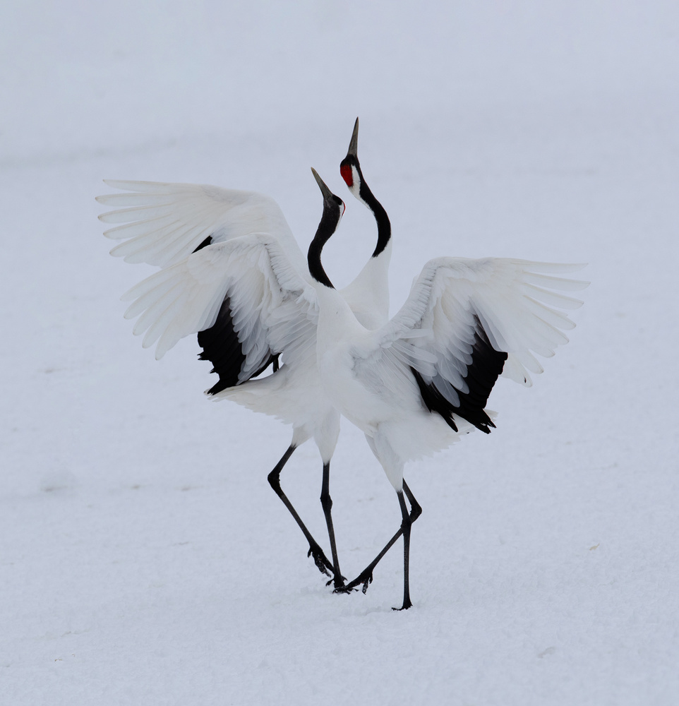 Dancing in the snow. van Cheng Chang