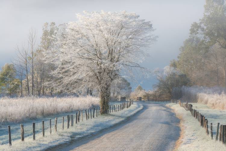 A Frosty Morning van Chris Moore