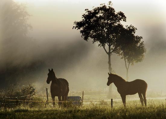 Pferde im Morgennebel van Christian Hager