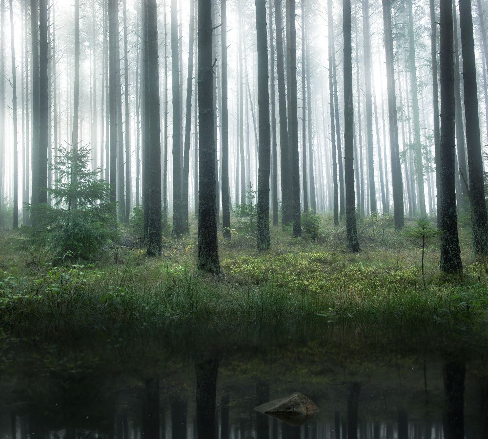Lake in forest van Christian Lindsten
