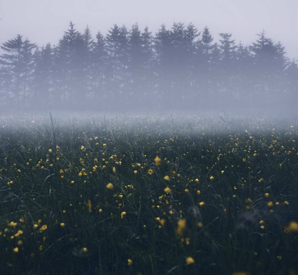 Those foggy mornings van Christian Lindsten