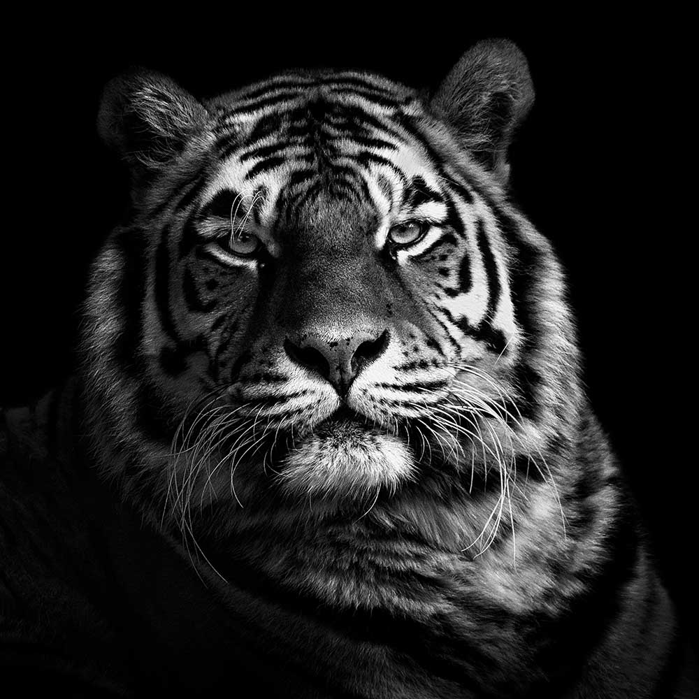 Tiger van Christian Meermann