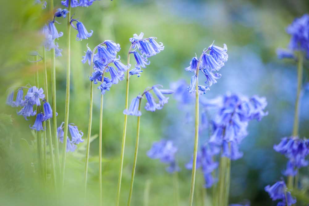 English Bluebells in Woodchester Park, Nympsfield, Gloucestershire van Christian Müringer