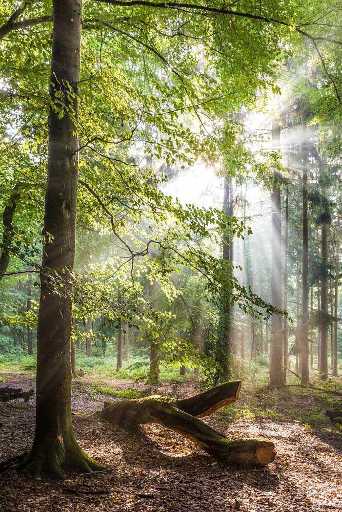 Sunbeams after the rain in the Taunus beech forests van Christian Müringer