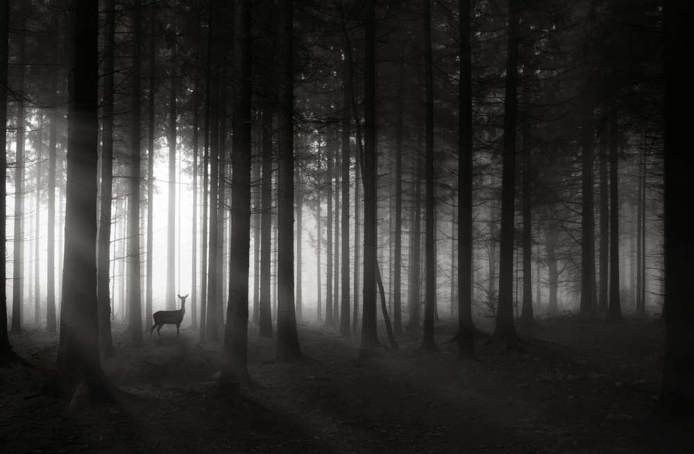 deer`s morning van Christoph Hessel