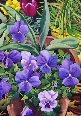 Flowerpots with Pansies
