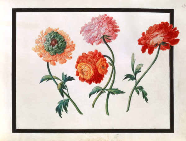 Chrysanthemums van Claude Aubriet