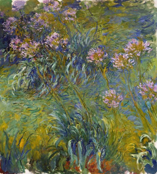 Agapanthus van Claude Monet